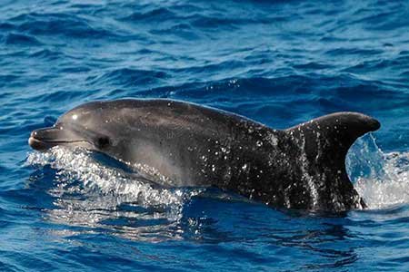 Gui Gui Taxi Barca Excursione Gran Canaria Boat Trips 2026